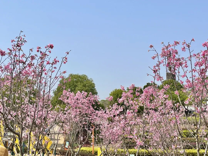 樱花|东莞|莞城_新浪新闻