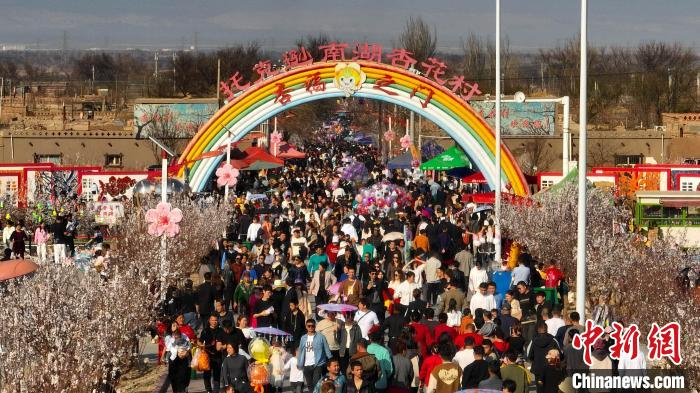 新疆托克逊县万亩杏花绽放 周末接待游客近37万人次|新疆|杏花|托克逊