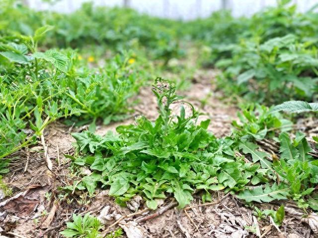 河南荠菜种植图片