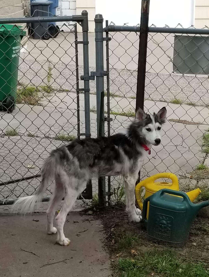 领养了一只又丑又拽的哈士奇,两年后网友惊呆:这狗是仙女吧!