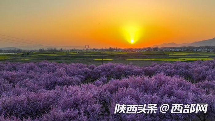 春天里的陕西丨汉中勉县万亩油菜花灿烂盛开美不胜收