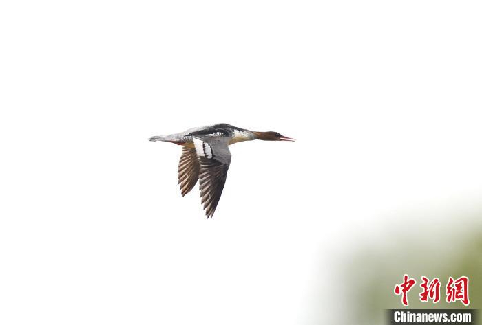 3只中华秋沙鸭现身广东江门__财经头条