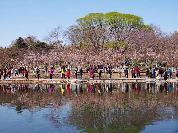 北京玉渊潭公园早樱盛开|北京玉渊潭公园|早樱|樱花_新浪新闻