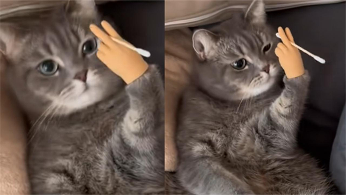 主人给猫咪买小手套戴上以后气质直接拿捏这是谁家猫大哥