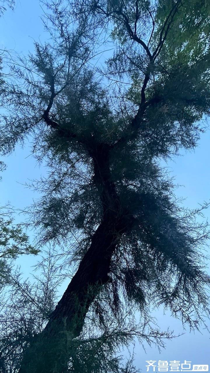 记忆里的红柳树