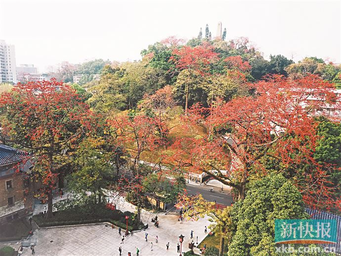 曾闻泣血声风霜依旧红