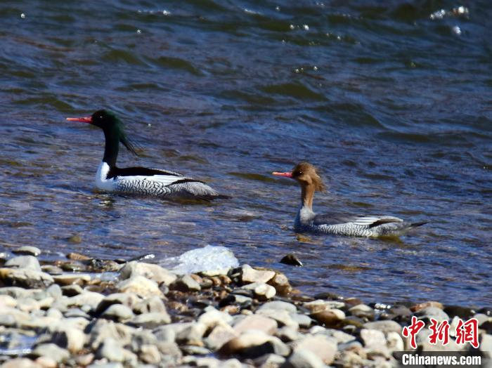 吉林天桥岭林区首次拍到中华秋沙鸭__财经头条