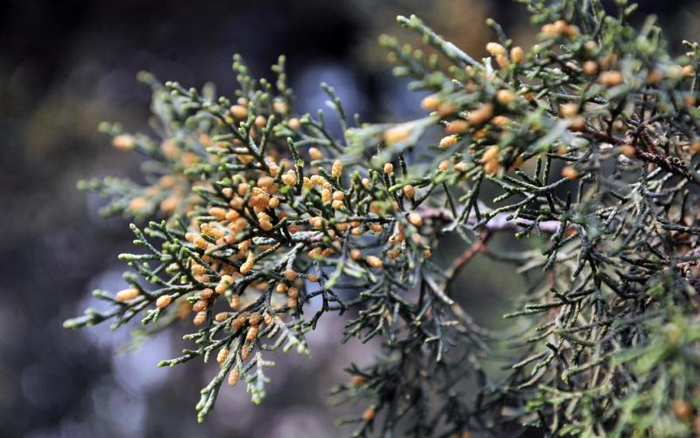过敏原，圆柏花粉。资料图片