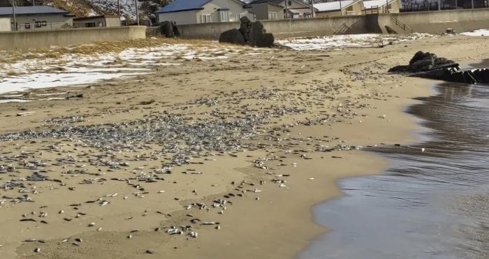 北海道布袋鱼图片