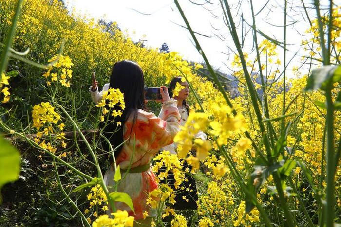 油菜花田野拍人像图片