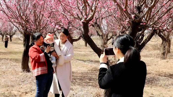 菏泽定陶:百亩榆叶梅花开俏枝头 引来游客拍照留念|菏泽市_新浪新闻