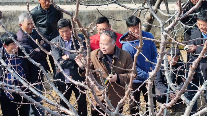 枣庄山亭专家把脉支招农户科学做好露天樱桃管理