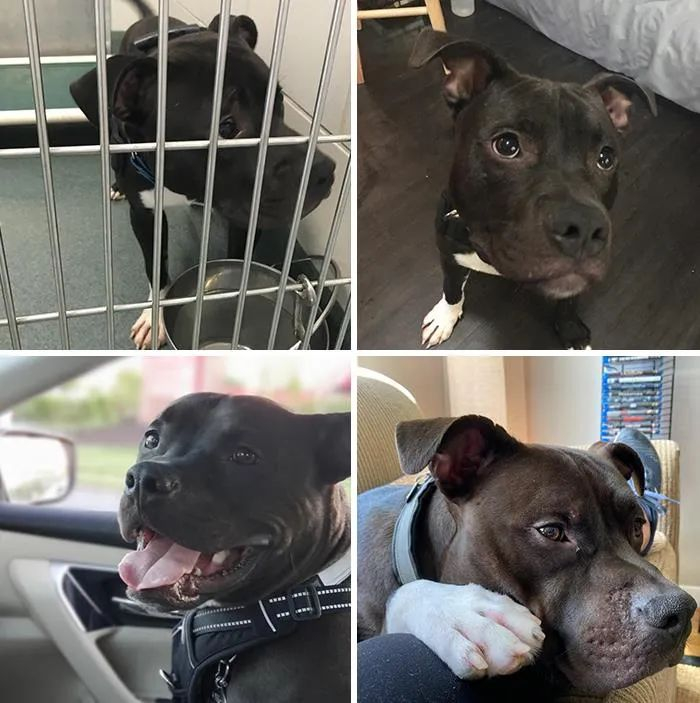 领养了一只又丑又拽的哈士奇,两年后网友惊呆:这狗是仙女吧!