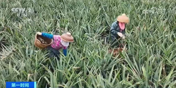 广东徐闻菠萝飘香深加工产品多样化