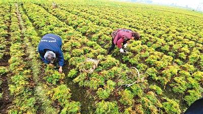 刘应均（左）和丁桂兰在地里给川芎除草。本报记者 赵晓霞摄