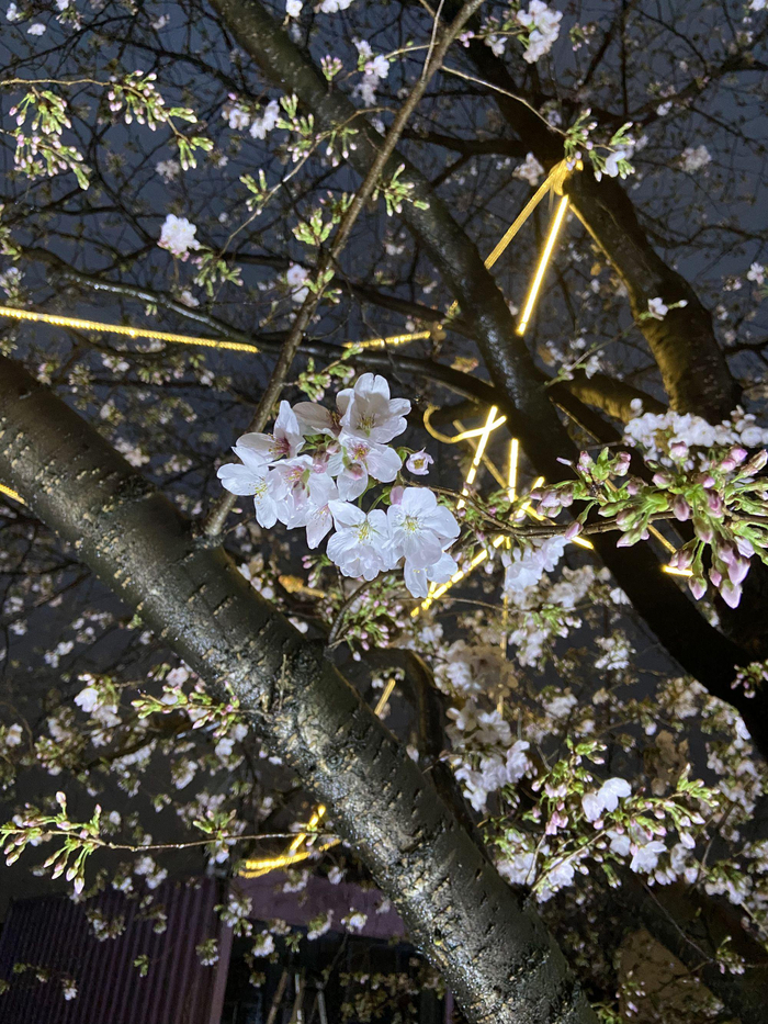 上海辰山植物园限时开放赏夜樱第一波染井吉野樱初绽