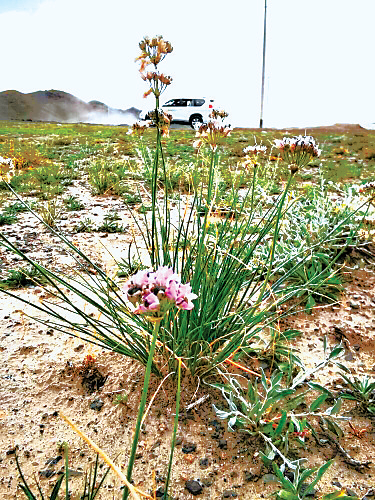 在新疆戈壁沙滩间，生长着色泽碧绿、味道香醇的野生沙葱。（受访者供图）