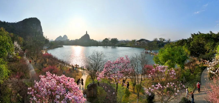 桂林的花都开好了,等你来|南溪山公园|杜鹃|檵木_新浪新闻