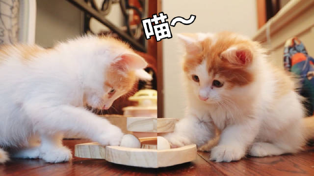 小奶猫的幸福生活吃饭睡觉打弟弟