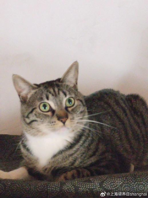 上海猫咪领养93 编号:2024032601c 品种:狸白猫 名字:满满 性别