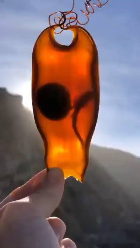 这是一枚孵化中的鲨鱼卵