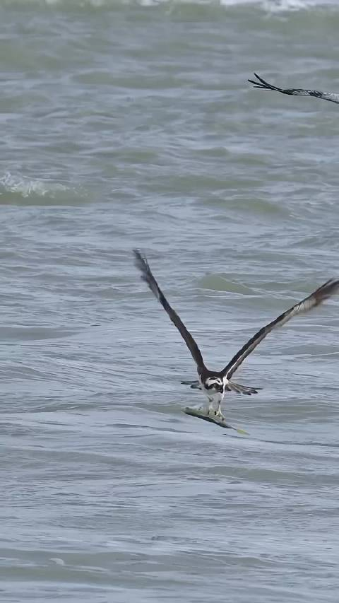 鱼鹰捕鱼鹈鹕在后第二只鹈鹕甚至想把鱼鹰也吃掉