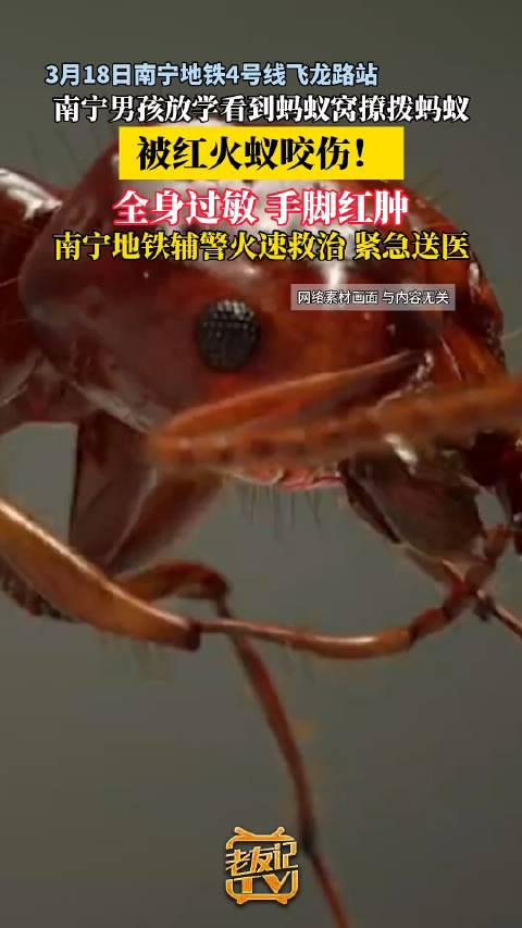 红火蚁出没高峰广西一男孩被红火蚁蛰伤全身红肿辅警紧急送医