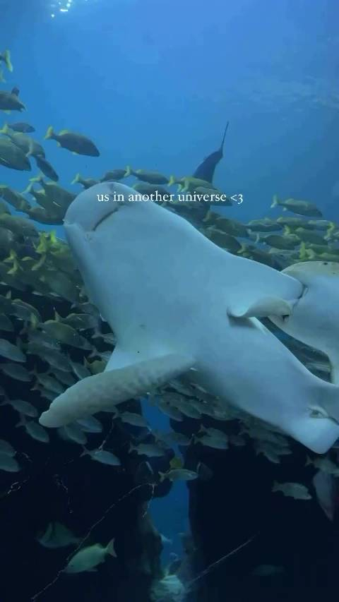 摄影师拍摄正在求偶的斑马鲨这画面有点可爱insbrunnatorres