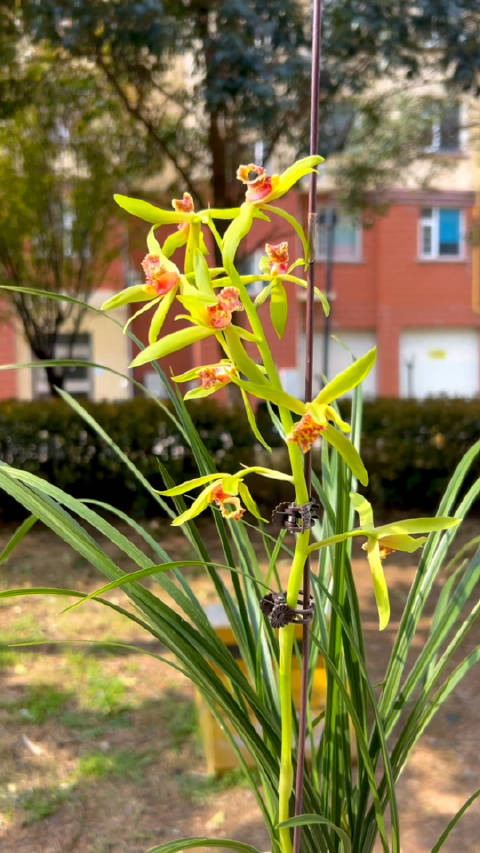 兰花芳香四溢沁人心脾家里开一盆满屋都是香的