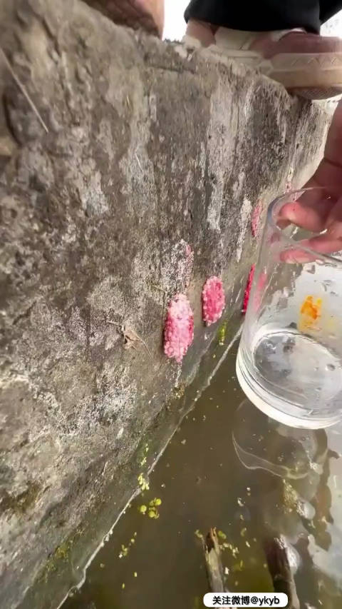 碾碎福寿螺的卵,好玩吗?_手机新浪网