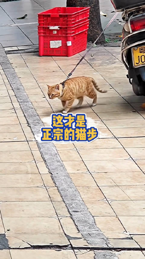 这才是正宗的猫步迈克尔杰克猫