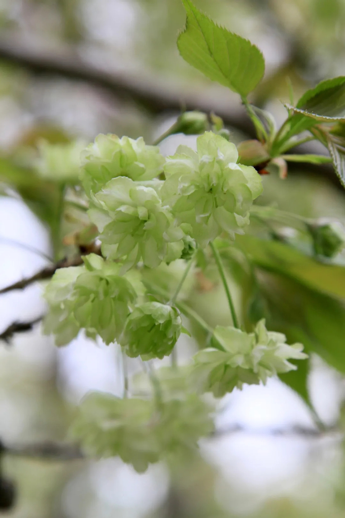 "国宝级"晚樱郁金樱,黄绿色花瓣清新淡雅.