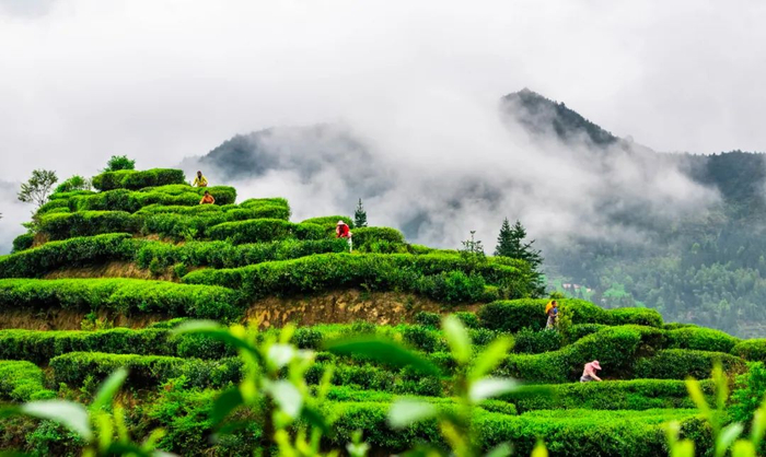 千年茶乡 品味遂川|江西摄影名家走进茶乡遂川|遂川|牯|摄影_新浪新闻