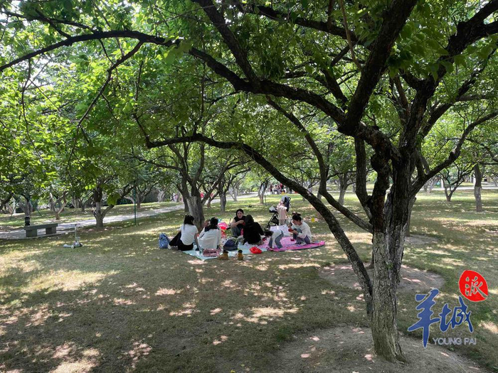 有人擅自"上树摘果"?广州萝岗香雪公园:已制止,将开展青梅共