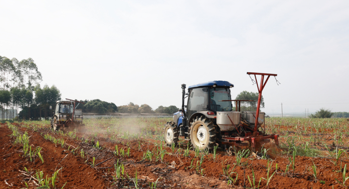 隆安县那重村甘蔗种植基地:机械化中耕施肥培土效率高|机械|甘蔗|施肥