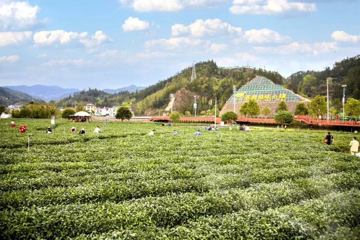 千年茶乡 品味遂川|江西摄影名家走进茶乡遂川|遂川|牯|摄影_新浪新闻