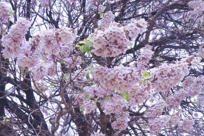 紫色泡桐花与"昆明蓝"交织,调色盘般缤纷的春天!