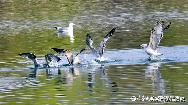项目强省会丨讲好"经济故事",济南不缺"细节"|凤凰湖|济南|钢铁_新浪