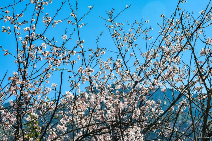 一阵微风拂过,便有点点"樱花"随风舞动,淡淡的香味在鼻尖萦绕.
