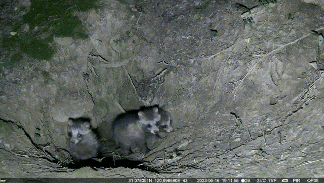 这也是这几年唯一一个因为猎捕证的审批非常谨慎,需要林业部门组织