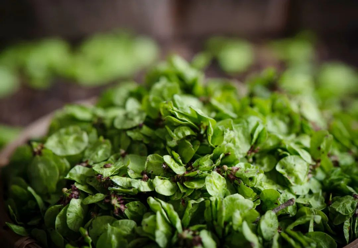 图库版权图片，转载使用可能引发版权纠纷