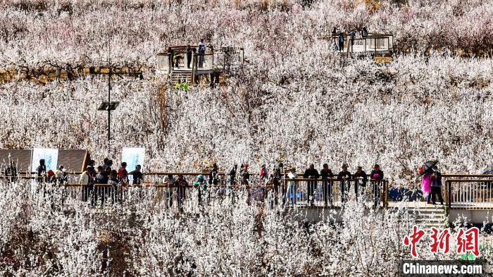 新疆托克逊县万亩杏花盛放游人花海阅春光