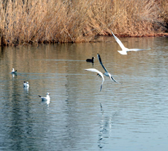 红嘴鸥飞临太原汾河湿地 公共自行车来助力
