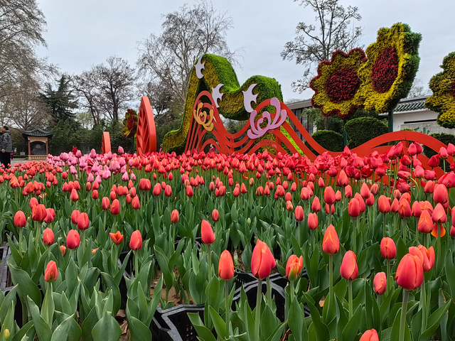 郑州人民公园郁金香花展明日开幕邀市民免费前来赏花休闲