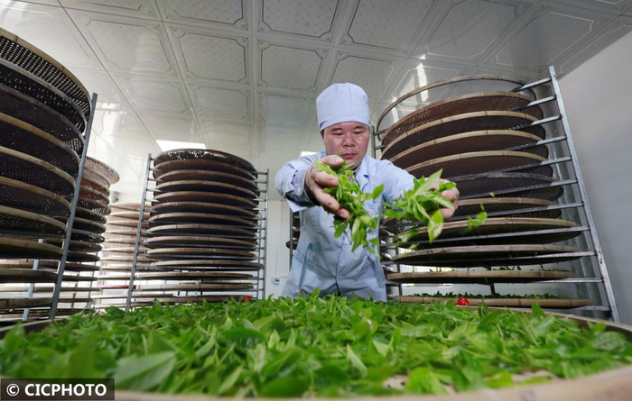 摄↑2024年3月23日,贵州省毕节市七星关区朱昌镇,茶农在大坡茶场采茶