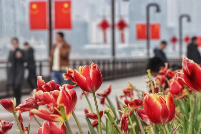 绽放的郁金香为杨浦滨江增添了一抹春色。赖鑫琳 摄