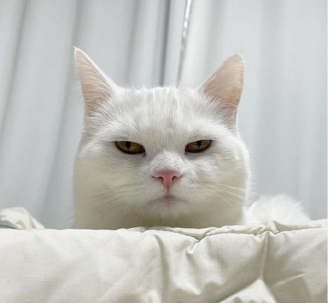 养一只天天嫌弃自己的猫是什么体验?铲屎官:挺享受的