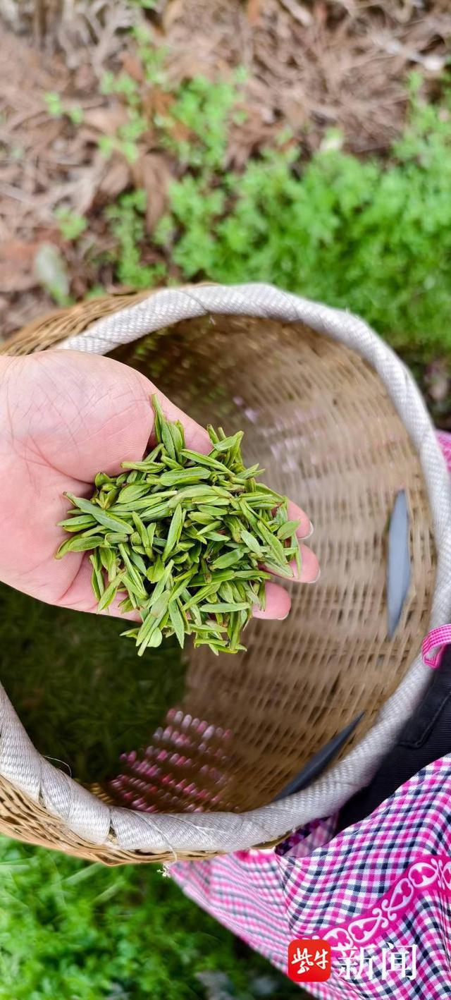 雨水充沛气温走高,镇江南山茶场"明前茶"开采|镇江市_新浪新闻
