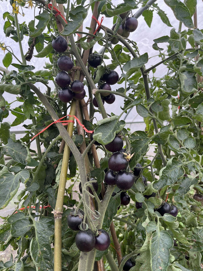 西乡塘区特色圣女果迎来采摘旺季