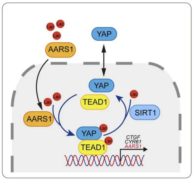 jci澄清争议周兆才赵世民等合作发现丙烯酰trna合成酶aars1作为一种